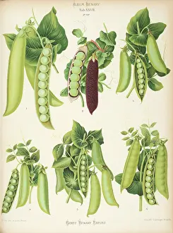 Pisum: Varieties of pea (Pisum sativum) - second