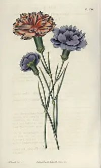 Caryophyllus: Varieties of picotees or fringed carnations