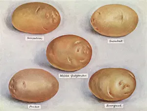 Veggie: Varieties of Potatoes