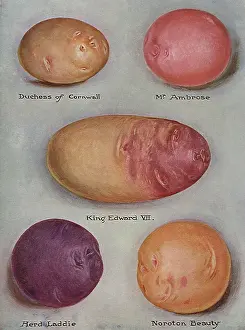 Veggie: Varieties of Potatoes