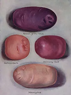 Veggie: Varieties of Potatoes