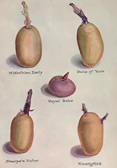 Veggie: Varieties of Potatoes