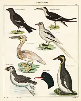 Merganser: Varieties of sea birds