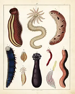 Allgemeine: Varieties of sea cucumber