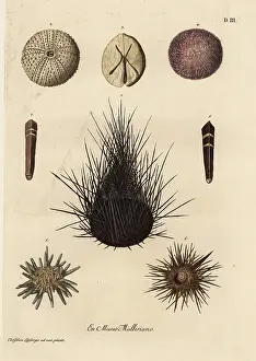 Echinus: Varieties of sea urchins