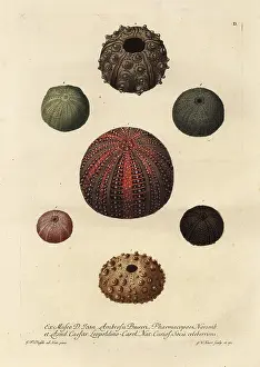 Echinus: Varieties of sea urchins