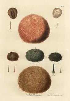Echinus: Varieties of sea urchins and spines