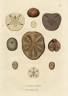 Echinus: Varieties of sea urchins and spines