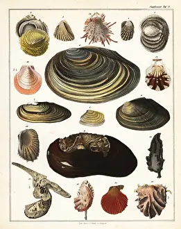 Clams: Varieties of shells, molluscs