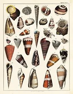 Conchology: Varieties of shells, molluscs