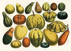 Serres: Varieties of squash, pumpkin and gourd, Cucurbita pepo