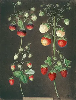 Juicy: Four varieties of strawberry