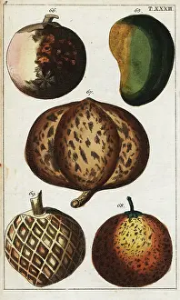 Mango: Varieties of tropical fruits