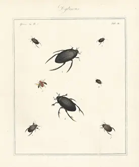 The English Entomologist: Varieties of water beetles