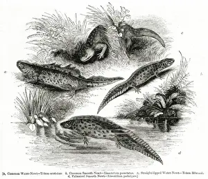 Triton: Varieties of Water Newt or Eft