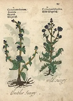 Lonicer: Varieties of wild chicory, Cichorium intybus