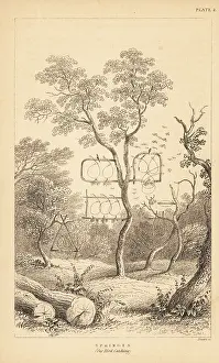 George Bell: Varieties of wire traps for bird catching