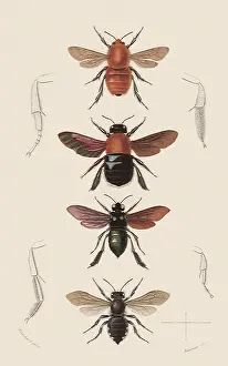 Arthropods: A Variety of Bees