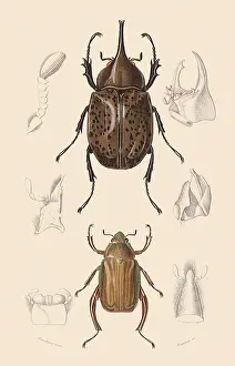 Rhino: A Variety of Beetles