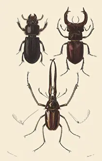 Bugs: A Variety of Beetles