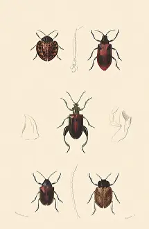 Bugs: A Variety of Beetles
