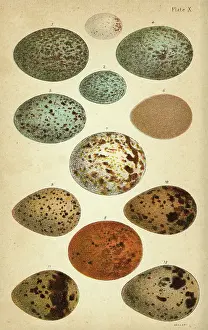 Kestrel: Variety of birds eggs