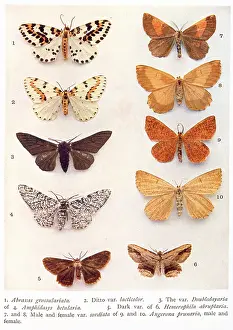 Geometer: Variety of eight butterflies