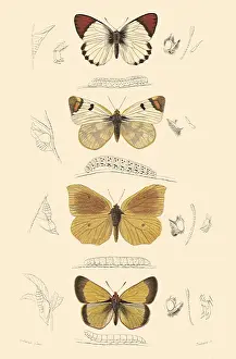 Arthropods: A Variety of Butterflies