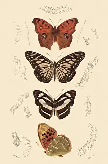 Argynnis: A Variety of Butterflies