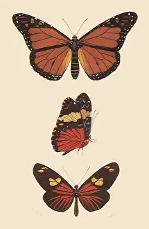 Peruvian: A Variety of Butterflies