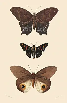 Skipper: A Variety of Butterflies