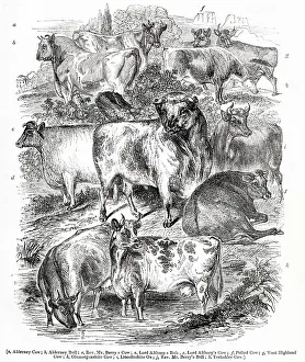 Althorp: Variety of cattle