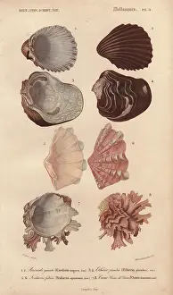 Jean Gabriel: Variety of colorful shells including Cardium