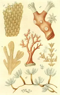 Elegans: Variety of Coral