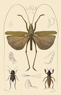 Arthropods: A Variety of Crickets