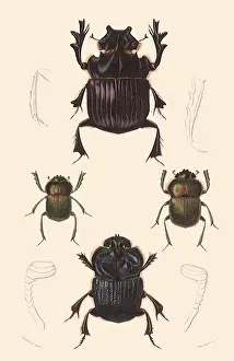 Bugs: A Variety of Dung Beetles
