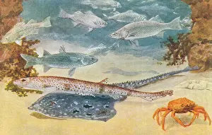 Dogfish: Variety of fish at London Zoo