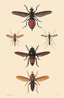 Robber: A Variety of Flies