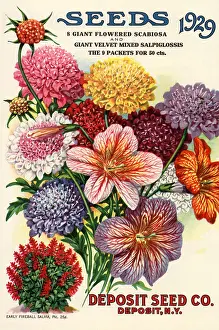Scabiosa: Variety of Flowers