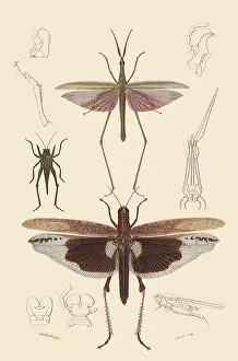 Grasshoppers: A Variety of Grasshoppers