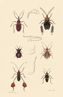Assassin: A Variety of Insects
