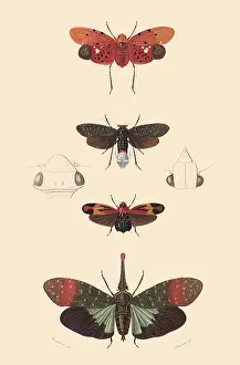 Arthropods: A Variety of Insects