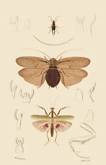 Arthropods: A Variety of Insects