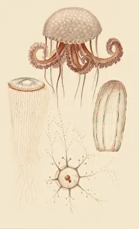 Comb: A Variety of Jellyfish