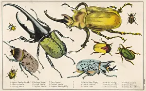 Beetles: A variety of Large Beetle Species