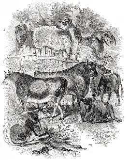 Craven: Variety of long or middle horned cattle