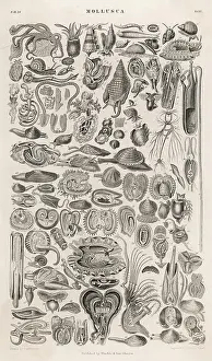 Clams: VARIETY OF MOLLUSCS