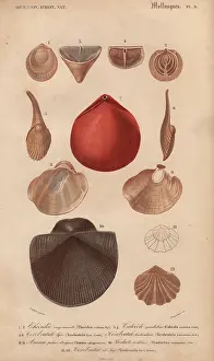 Pearly: Variety of molluscs including terebratula