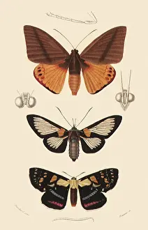 Guinean: A Variety of Moths