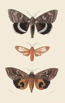 Arthropods: A Variety of Moths